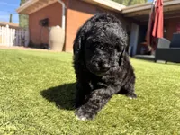AKC FEMALE, a female Poodle - Standard  for sale in Sierra Vista, AZ – Photo 6 of 6