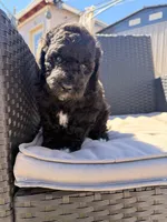 AKC FEMALE, a female Poodle - Standard  for sale in Sierra Vista, AZ – Photo 5 of 6