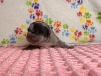 Belle, a female French Bulldog for sale in Sierra Vista, AZ – 4 of 7