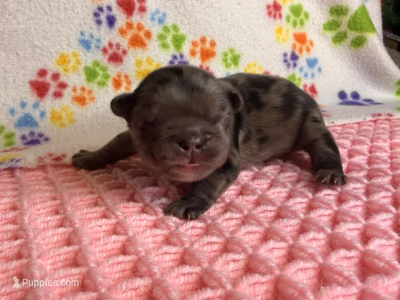 Moana – French Bulldog puppy for sale in Sierra Vista, AZ