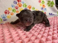 Moana, a female French Bulldog for sale in Sierra Vista, AZ – 1 of 5