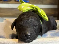 AKC- Chartreuse- Black Female, a female Poodle - Standard  for sale in Sierra Vista, AZ – Photo 8 of 10