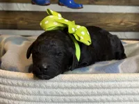 AKC- Chartreuse- Black Female, a female Poodle - Standard  for sale in Sierra Vista, AZ – Photo 10 of 10