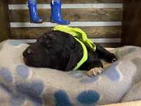 AKC- Chartreuse- Black Female, a female Poodle - Standard  for sale in Sierra Vista, AZ – Photo 3 of 10