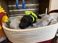 AKC- Chartreuse- Black Female, a female Poodle - Standard  for sale in Sierra Vista, AZ – Photo 9 of 10