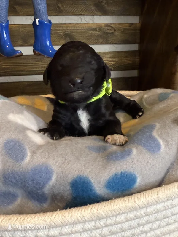 AKC- Chartreuse- Black Female