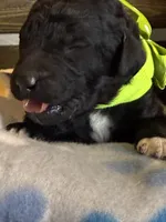 AKC- Chartreuse- Black Female, a female Poodle - Standard  for sale in Sierra Vista, AZ – Photo 7 of 10