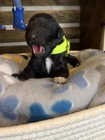 AKC- Chartreuse- Black Female, a female Poodle - Standard  for sale in Sierra Vista, AZ – Photo 4 of 10