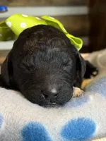 AKC- Chartreuse- Black Female, a female Poodle - Standard  for sale in Sierra Vista, AZ – Photo 6 of 10