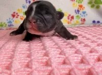 Tiana, a female French Bulldog for sale in Sierra Vista, AZ – 5 of 8
