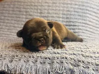 Naveen, a male French Bulldog for sale in Sierra Vista, AZ – 8 of 9