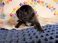 Naveen, a male French Bulldog for sale in Sierra Vista, AZ – 3 of 4
