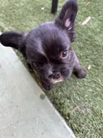 Ready Now! AKC-Tiana, a female French Bulldog for sale in Sierra Vista, AZ – 8 of 10