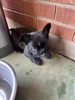 Ready Now! AKC-Tiana, a female French Bulldog for sale in Sierra Vista, AZ – 9 of 10