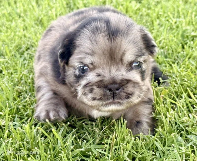 Moana – French Bulldog puppy for sale in Sierra Vista, AZ