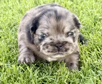AKC- Moana, a female French Bulldog for sale in Sierra Vista, AZ – 3 of 10