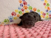 Moana, a female French Bulldog for sale in Sierra Vista, AZ – 2 of 5