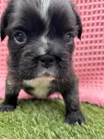 AKC-Tiana, a female French Bulldog for sale in Sierra Vista, AZ – 8 of 8