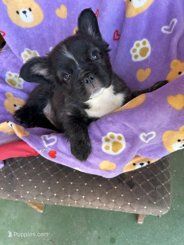 Ready Now! AKC-Tiana – French Bulldog puppy for sale in Sierra Vista, AZ