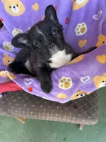 Ready Now! AKC-Tiana, a female French Bulldog for sale in Sierra Vista, AZ – 1 of 10