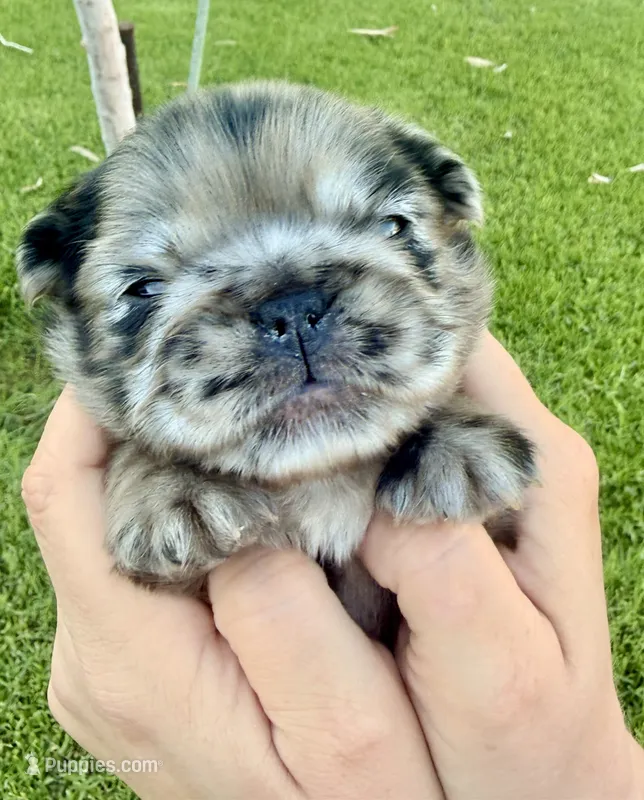 AKC- Moana – French Bulldog puppy for sale in Sierra Vista, AZ