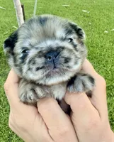 AKC- Moana, a female French Bulldog for sale in Sierra Vista, AZ – 1 of 10