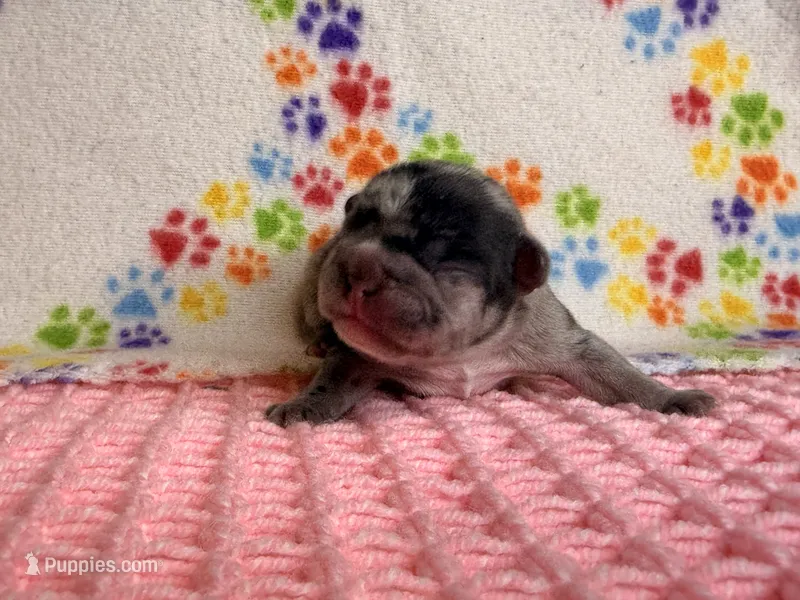 Belle – French Bulldog puppy for sale in Sierra Vista, AZ