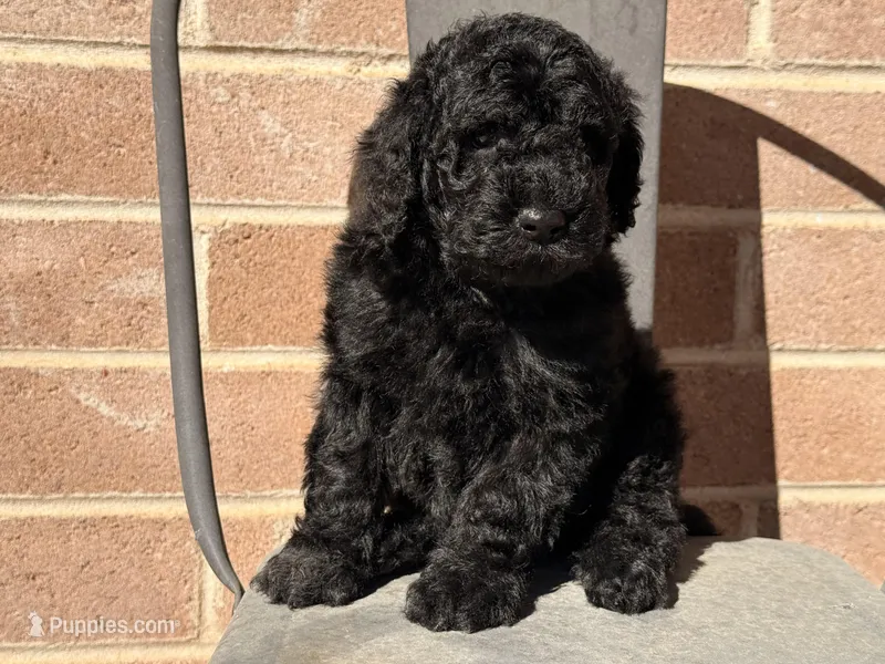 AKC MALE , a male Poodle - Standard  for sale in Sierra Vista, AZ – Photo 1 of 7