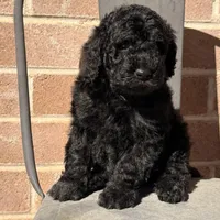 AKC MALE , a male Poodle - Standard  for sale in Sierra Vista, AZ – Photo 1 of 7