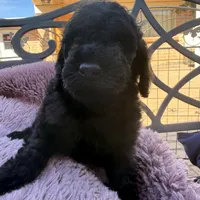 AKC MALE , a male Poodle - Standard  for sale in Sierra Vista, AZ – Photo 5 of 7