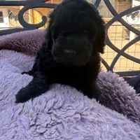 AKC MALE , a male Poodle - Standard  for sale in Sierra Vista, AZ – Photo 6 of 7