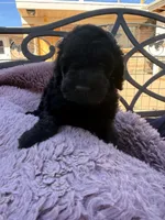 AKC MALE , a male Poodle - Standard  for sale in Sierra Vista, AZ – Photo 6 of 7