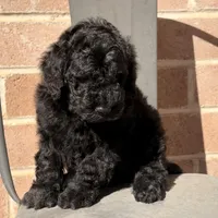 AKC MALE , a male Poodle - Standard  for sale in Sierra Vista, AZ – Photo 4 of 7
