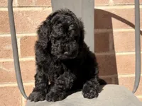 AKC MALE , a male Poodle - Standard  for sale in Sierra Vista, AZ – Photo 4 of 7