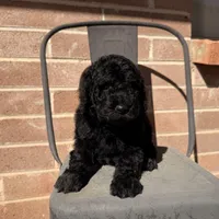 AKC MALE , a male Poodle - Standard  for sale in Sierra Vista, AZ – Photo 2 of 7