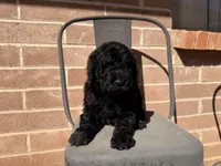 AKC MALE , a male Poodle - Standard  for sale in Sierra Vista, AZ – Photo 2 of 7