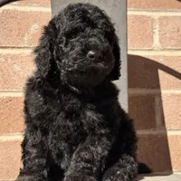 AKC MALE , a male Poodle - Standard  for sale in Sierra Vista, AZ – Photo 3 of 7