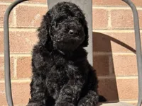 AKC MALE , a male Poodle - Standard  for sale in Sierra Vista, AZ – Photo 3 of 7