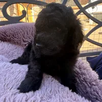 AKC MALE , a male Poodle - Standard  for sale in Sierra Vista, AZ – Photo 7 of 7