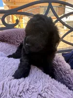 AKC MALE , a male Poodle - Standard  for sale in Sierra Vista, AZ – Photo 7 of 7