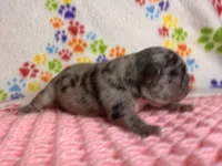 Belle, a female French Bulldog for sale in Sierra Vista, AZ – 6 of 7