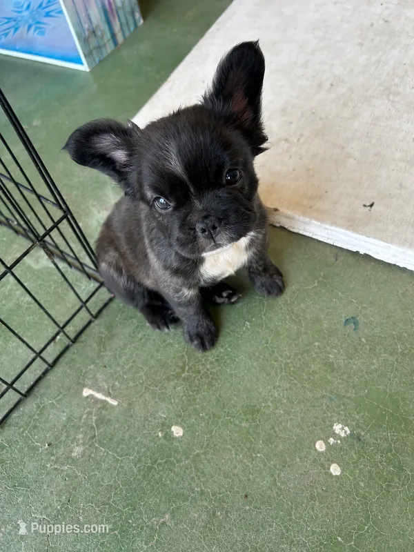 Ready Now! AKC-Tiana – French Bulldog puppy for sale in Sierra Vista, AZ