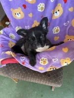 Ready Now! AKC-Tiana, a female French Bulldog for sale in Sierra Vista, AZ – 2 of 10