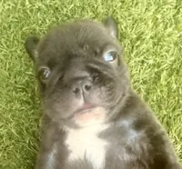 Naveen, a male French Bulldog for sale in Sierra Vista, AZ – 3 of 9