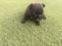 Naveen, a male French Bulldog for sale in Sierra Vista, AZ – 6 of 9