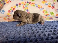 Flynn, a male French Bulldog for sale in Sierra Vista, AZ – 5 of 6