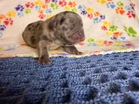 Flynn, a male French Bulldog for sale in Sierra Vista, AZ – 4 of 6