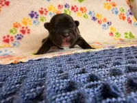 Naveen, a male French Bulldog for sale in Sierra Vista, AZ – 4 of 4