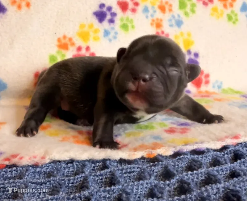Naveen – French Bulldog puppy for sale in Sierra Vista, AZ