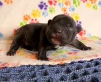 Naveen, a male French Bulldog for sale in Sierra Vista, AZ – 1 of 4